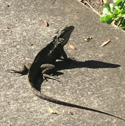 Intellagama lesueurii lesueurii (Eastern Water Dragon) at Evans Head, NSW - 23 Aug 2021 by Claw055