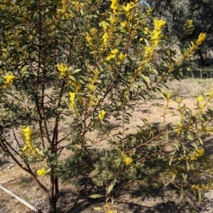 Acacia rubida at Watson, ACT - 23 Aug 2021