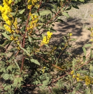 Acacia rubida at Watson, ACT - 23 Aug 2021