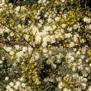 Acacia genistifolia at Watson, ACT - 23 Aug 2021