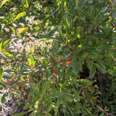 Pyracantha fortuneana (Firethorn) at Watson, ACT - 23 Aug 2021 by abread111