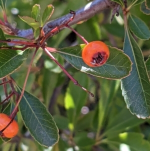 Pyracantha fortuneana at Watson, ACT - 23 Aug 2021