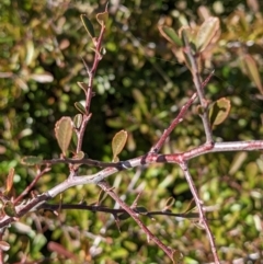 Pyracantha fortuneana at Watson, ACT - 23 Aug 2021