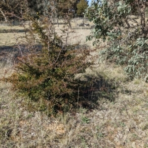 Pyracantha fortuneana at Watson, ACT - 23 Aug 2021