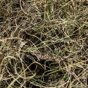 Carex bichenoviana at Watson, ACT - 23 Aug 2021 11:04 AM