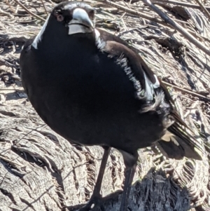 Gymnorhina tibicen at Watson, ACT - 23 Aug 2021