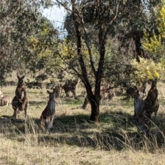 Macropus giganteus (Eastern Grey Kangaroo) at Watson Woodlands - 23 Aug 2021 by abread111