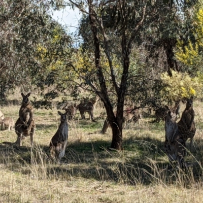 Macropus giganteus (Eastern Grey Kangaroo) at Watson Woodlands - 23 Aug 2021 by abread111