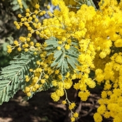 Acacia dealbata (Silver Wattle) at Watson Woodlands - 23 Aug 2021 by abread111