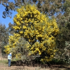 Acacia dealbata at Watson, ACT - 23 Aug 2021