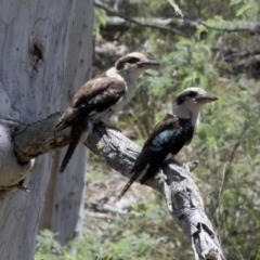 Dacelo novaeguineae (Laughing Kookaburra) at Bonang, VIC - 30 Nov 2020 by JudithRoach