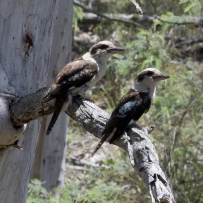 Dacelo novaeguineae (Laughing Kookaburra) at Bonang, VIC - 30 Nov 2020 by JudithRoach