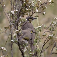 Caligavis chrysops (Yellow-faced Honeyeater) at Bonang, VIC - 5 Jan 2021 by JudithRoach