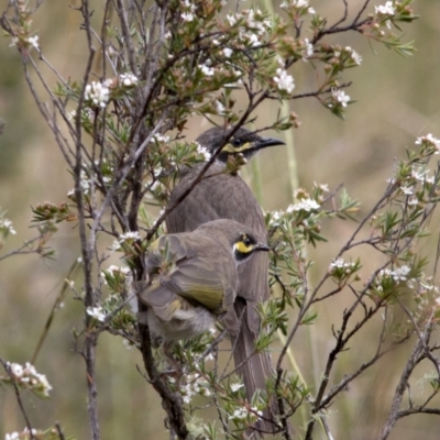 Caligavis chrysops (Yellow-faced Honeyeater) at Bonang, VIC - 5 Jan 2021 by JudithRoach