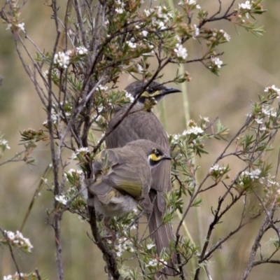 Caligavis chrysops (Yellow-faced Honeyeater) at Bonang, VIC - 4 Jan 2021 by JudithRoach