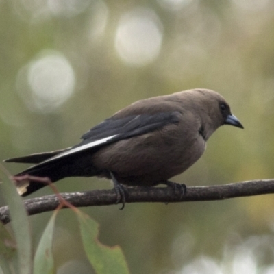 Artamus cyanopterus (Dusky Woodswallow) at Bonang, VIC - 4 Jan 2021 by JudithRoach