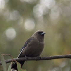 Artamus cyanopterus at Bonang, VIC - suppressed