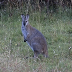 Notamacropus rufogriseus (Red-necked Wallaby) at Bonang, VIC - 29 Jan 2021 by JudithRoach