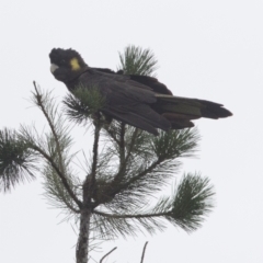 Zanda funerea (Yellow-tailed Black-Cockatoo) at Bonang, VIC - 25 Jan 2021 by JudithRoach