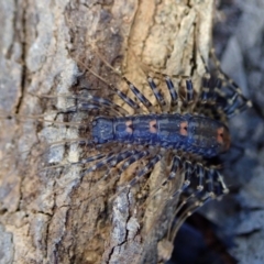 Unidentified Centipede (Chilopoda) at Bonang, VIC - 6 Mar 2021 by JudithRoach