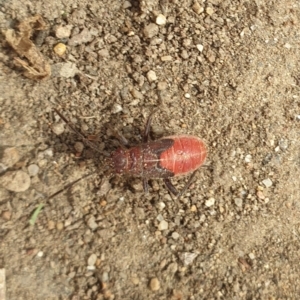 Leptocoris mitellatus at Turner, ACT - 23 Aug 2021