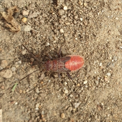 Leptocoris mitellatus (Leptocoris bug) at Turner, ACT - 23 Aug 2021 by LD12