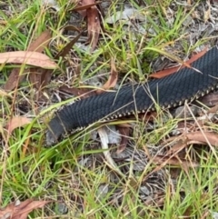 Austrelaps ramsayi (Highlands Copperhead) at Bonang, VIC - 27 Jan 2021 by JudithRoach