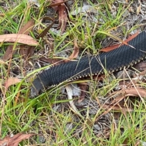 Austrelaps ramsayi at Bonang, VIC - suppressed