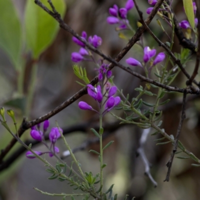 Comesperma ericinum (Heath Milkwort) at Bonang, VIC - 19 Nov 2020 by JudithRoach