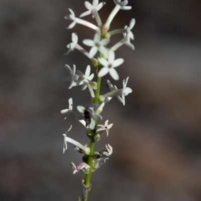 Stackhousia monogyna (Creamy Candles) at Bonang, VIC - 19 Nov 2020 by JudithRoach