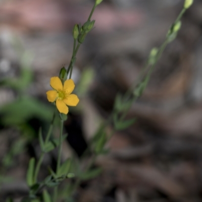 Hypericum gramineum (Small St Johns Wort) at Bonang, VIC - 19 Nov 2020 by JudithRoach