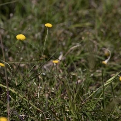 Leptorhynchos sp. at Bonang, VIC - 20 Nov 2020 by JudithRoach