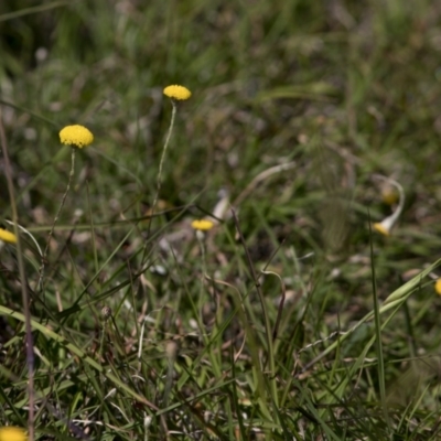 Leptorhynchos sp. at Bonang, VIC - 19 Nov 2020 by JudithRoach