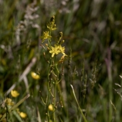 Bulbine bulbosa (Golden Lily, Bulbine Lily) at Bonang, VIC - 19 Nov 2020 by JudithRoach