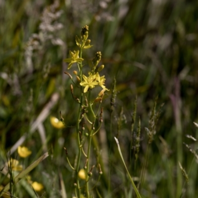 Bulbine bulbosa (Golden Lily, Bulbine Lily) at Bonang, VIC - 19 Nov 2020 by JudithRoach