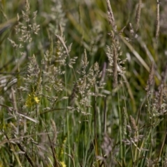 Holcus lanatus (Yorkshire Fog) at Bonang, VIC - 19 Nov 2020 by JudithRoach