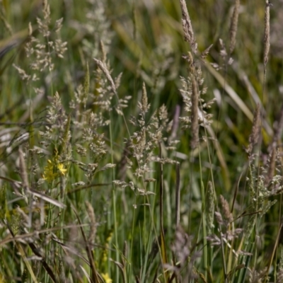 Holcus lanatus (Yorkshire Fog) at Bonang, VIC - 19 Nov 2020 by JudithRoach