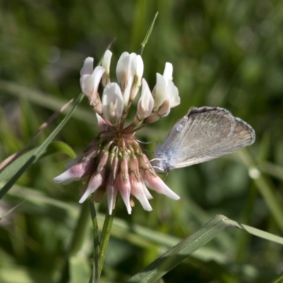 Zizina otis (Common Grass-Blue) at Bonang, VIC - 19 Nov 2020 by JudithRoach