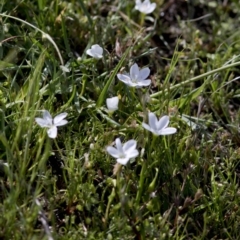 Montia australasica (White Purslane) at Bonang, VIC - 20 Nov 2020 by JudithRoach