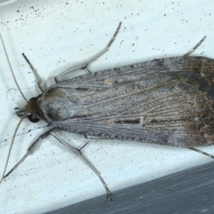 Lygephila fallax (Double-spotted Snout) at Ainslie, ACT - 22 Aug 2021 by jb2602