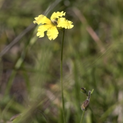 Velleia paradoxa (Spur Velleia) at Bonang, VIC - 19 Nov 2020 by JudithRoach