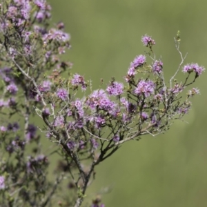 Kunzea parvifolia at Bonang, VIC - suppressed
