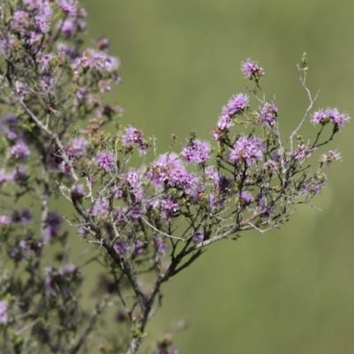 Kunzea parvifolia (Violet Kunzea) at Bonang, VIC - 19 Nov 2020 by JudithRoach