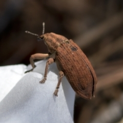 Unidentified Scarab beetle (Scarabaeidae) at Bonang, VIC - 20 Nov 2020 by JudithRoach