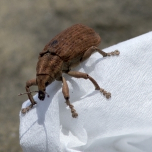 Strongylorhinus (genus) at Bonang, VIC - 20 Nov 2020 01:20 PM