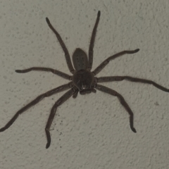 Isopeda sp. (genus) (Huntsman Spider) at Turner, ACT - 6 Nov 2019 by LD12