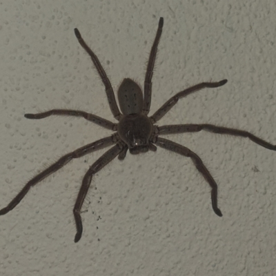 Isopeda sp. (genus) (Huntsman Spider) at Turner, ACT - 6 Nov 2019 by LD12