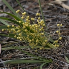 Lomandra filiformis (Wattle Mat-rush) at Bonang, VIC - 21 Nov 2020 by JudithRoach