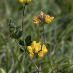 Lotus corniculatus (Birds-Foot Trefoil) at Bonang, VIC - 20 Nov 2020 by JudithRoach