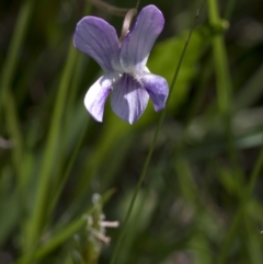 Viola sp. (Violet) at Bonang, VIC - 20 Nov 2020 by JudithRoach